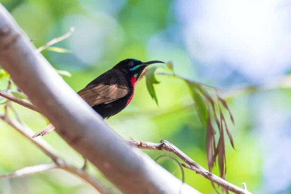 Gyönyörű Madár Scarlet Mellű Sunbird Fán Lake Ziway Vagy Lake — Stock Fotó