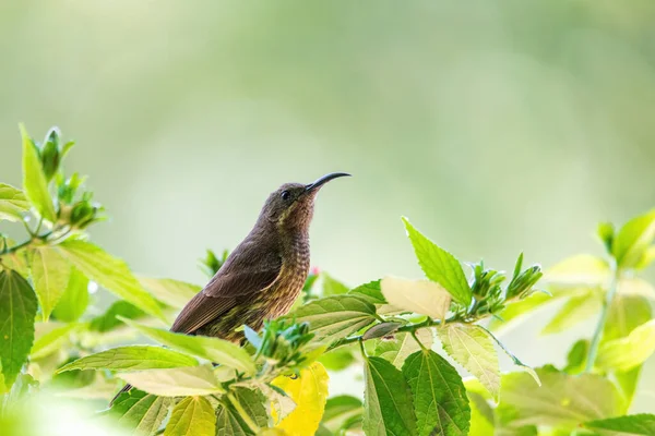 Tacazze Sunbird Nectarinia Tacazze Ültetett Ziway Etiópia Szafari Élővilág — Stock Fotó