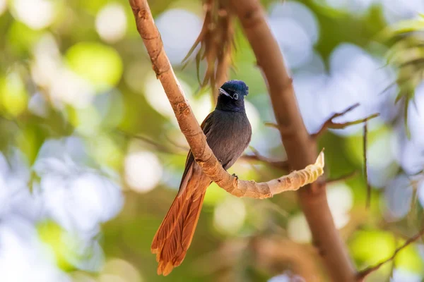 Mannetje Van Prachtig Gekleurd Klein Vogeltje African Paradise Flycatcher Terpsiphone — Stockfoto