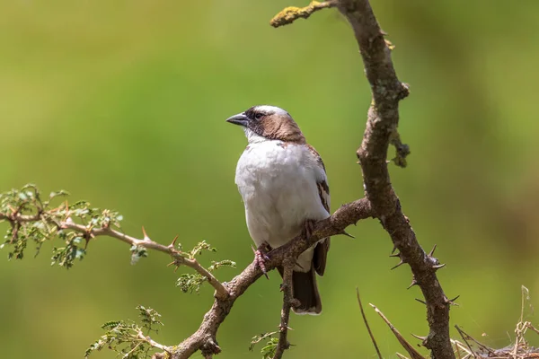 Uccello Bianco Browed Passero Tessitore Plocepasser Mahali Vicino Hawassa Etiopia — Foto Stock