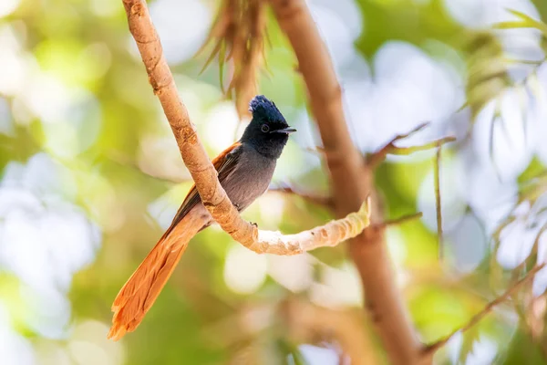 Mężczyzna Piękny Kolorowy Mały Ptak African Paradise Flycatcher Terpsiphone Viridis — Zdjęcie stockowe