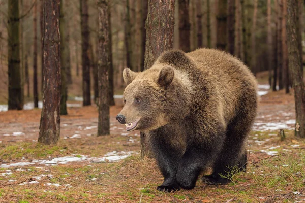 Majestätisches Männchen Des Braunbären Ursus Arctos Winterwald Europa Tierwelt Der — Stockfoto