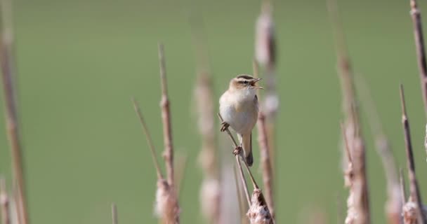 Pequeno pássaro canção Sedge warbler, Europa vida selvagem — Vídeo de Stock