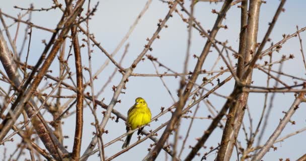 Vogel Yellowhammer, Europa Tierwelt — Stockvideo