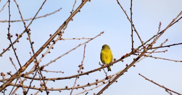 Pinzón verde europeo - Carduelis chloris — Vídeos de Stock