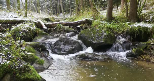 Pequeño arroyo de montaña en un bosque — Vídeos de Stock