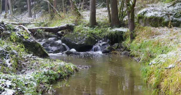 Petit ruisseau de montagne dans une forêt — Video