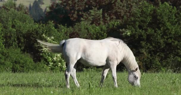 Λευκό άλογο βόσκει σε ένα λιβάδι άνοιξη — Αρχείο Βίντεο