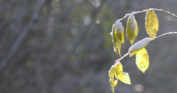 Schöne herbstliche gelbe Birkenblätter — Stockvideo