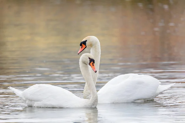 Vogelpaar Schwäne Auf Teich Der Herbstsaison Tschechien Europa Wildtiere — Stockfoto