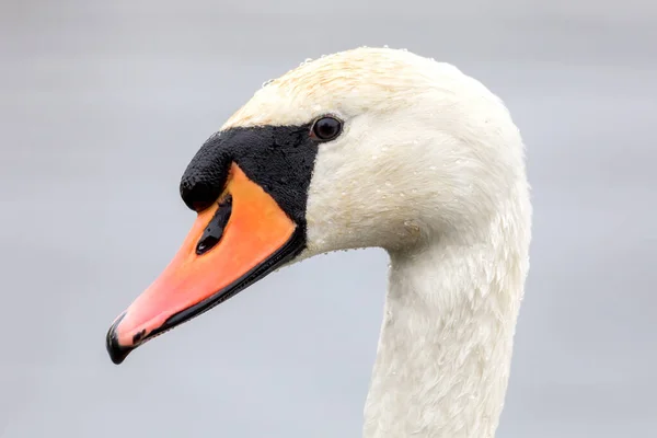 Згорніть Портрет Звичайного Пташиного Білого Лебедя Чеська Республіка Європа — стокове фото