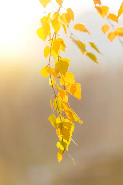 Podzimní Pozadí Krásné Žluté Břízové Listy Podzimní Příroda Pozadí Pro — Stock fotografie