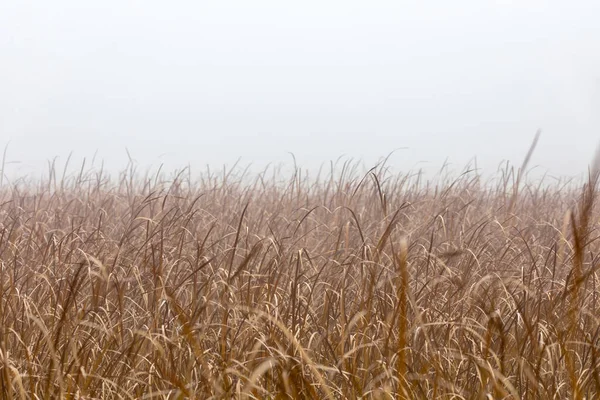 Sinaasappelriet Mistige Ochtend Penseelhout Van Riet Waait Wind Herfst Natuurlijke — Stockfoto