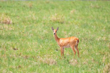 Oribi, Ourebia ourebi is cute small antelope found in eastern, southern and western Africa. Ethiopia, Senkelle Sanctuary, Africa wildlife