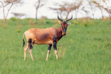 Swaynes Hartebeest antelope in Senkelle Sanctuary, Ethiopia, Africa wildlife