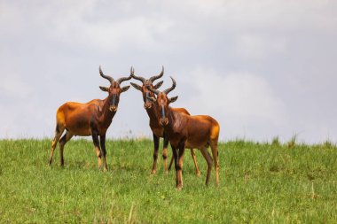 Swaynes Hartebeest antelope in Senkelle Sanctuary, Ethiopia, Africa wildlife