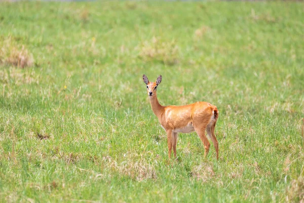 Oribi Ourebia Ourebi Cute Small Antelope Found Eastern Southern Western — Stock fotografie