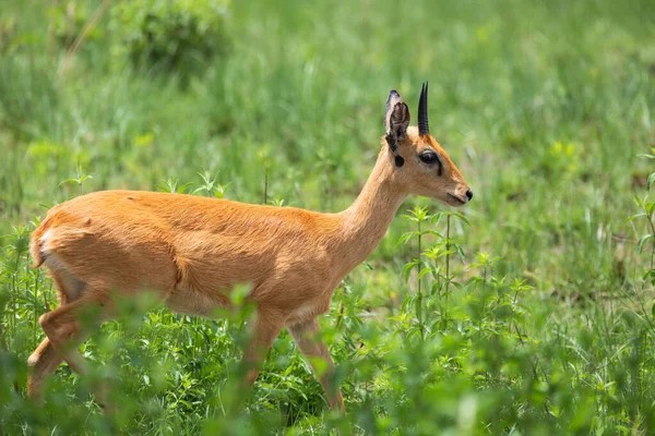 Oribi Ourebia Ourebi Cute Small Antelope Found Eastern Southern Western — Zdjęcie stockowe