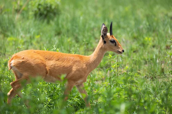 Oribi Ourebia Ourebi นแอนต โลปขนาดเล พบในแอฟร กาตะว นออกใต และตะว นตก — ภาพถ่ายสต็อก