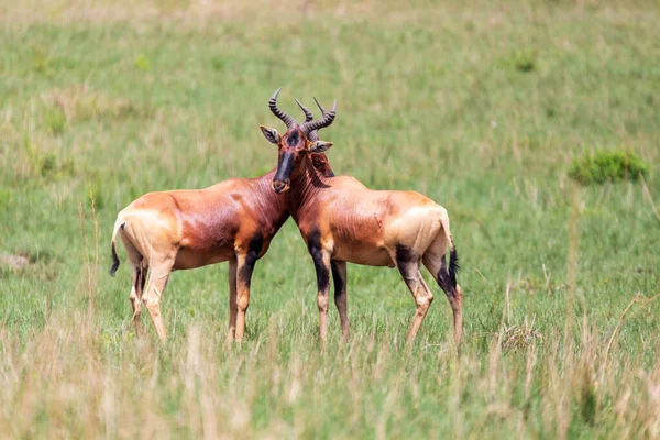 Swaynes Hartebeest Antelope Senkelle Sanctuary Ethiopia Africa Wildlife — Fotografia de Stock
