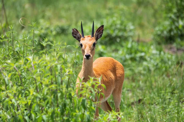 Oribi Ourebia Ourebi Cute Small Antelope Found Eastern Southern Western — Stockfoto