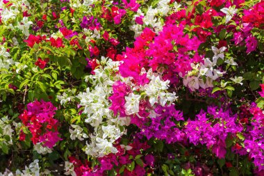 Bahçede açan tropikal egzotik Bougainvillea çiçeği Etiyopya doğası, Afrika
