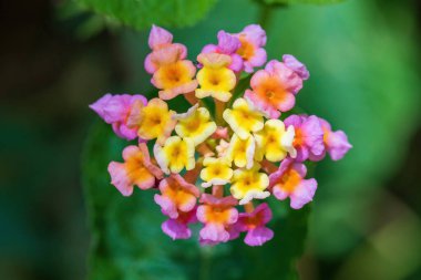 Lantana Camara flowers in the garden. Ethiopia Chamo lake, Africa