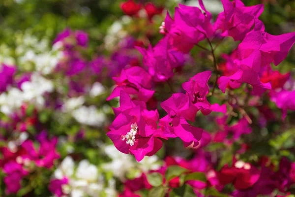 Belle Fleur Exotique Tropicale Bougainvilliers Fleurissant Dans Jardin Nature Éthiopienne — Photo