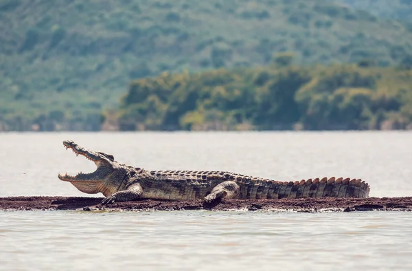 Stor Reptil Nilkrokodil Med Öppnad Mun Crocodylus Niloticus Afrikas Största — Stockfoto
