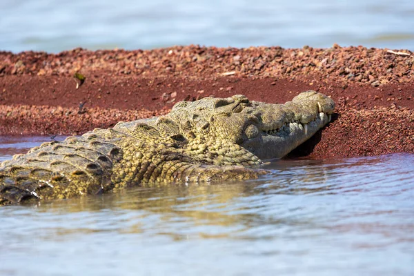 Big Reptile Nile Crocodile Opened Mouth Crocodylus Niloticus Largest Crocodile — Stock Photo, Image