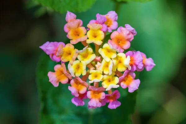 Lantana Camara Цветы Саду Озеро Чамо Африка — стоковое фото