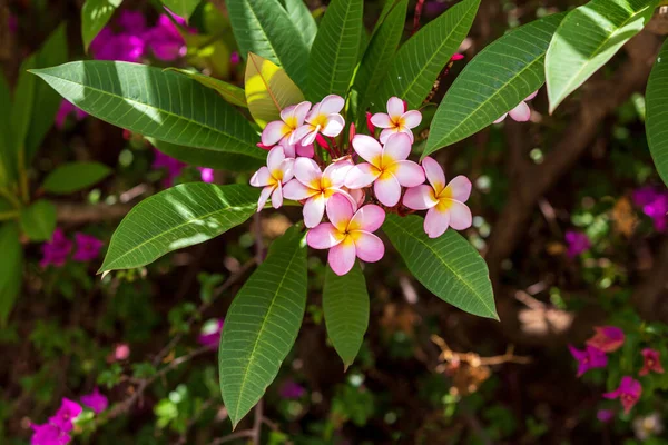 Rosafarbene Und Weiße Pflaumenblüte Mit Seichtem Fokus Naturgarten Äthiopien Afrika — Stockfoto