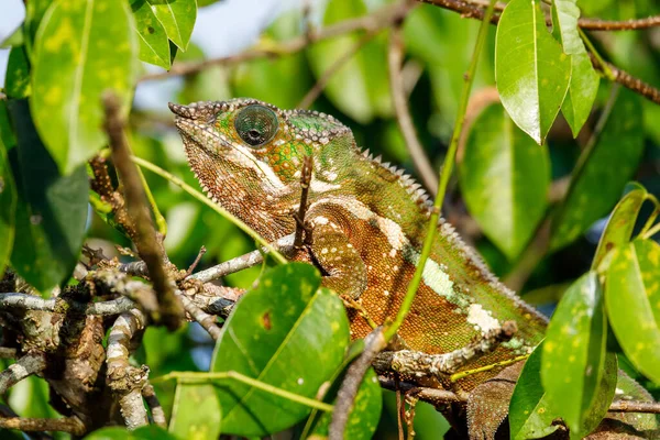 Panther Chameleon Furcifer Pardalis Naturlig Miljö Regnskog Vid Masoala Nationalpark — Stockfoto