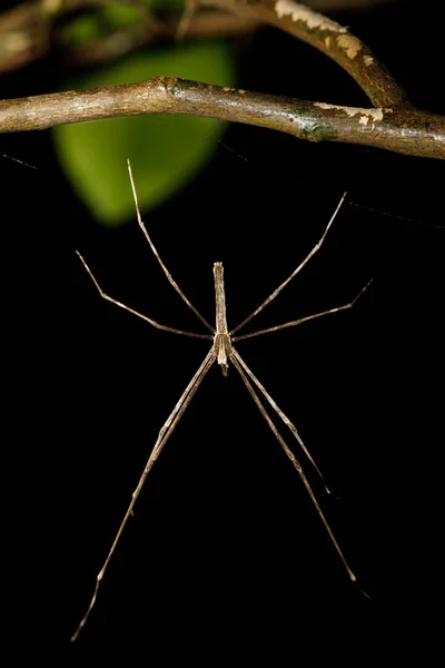 Павук Павук Національний Парк Масоала Провінція Туамасіна Дика Природа Мадагаскару — стокове фото