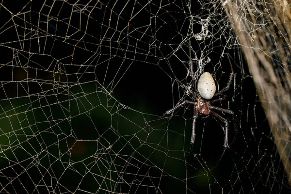 Білий Павук Nephilengys Livida Нефілідний Павук Поширений Людських Помешканнях Національний — стокове фото