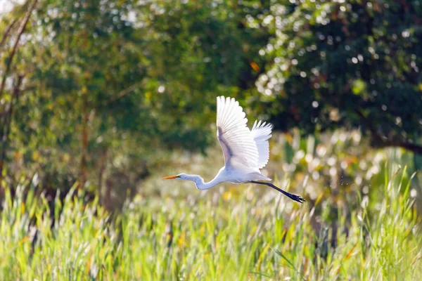 Ave Voladora Gran Garza Blanca Contra Fondo Verde Selva Tropical — Foto de Stock