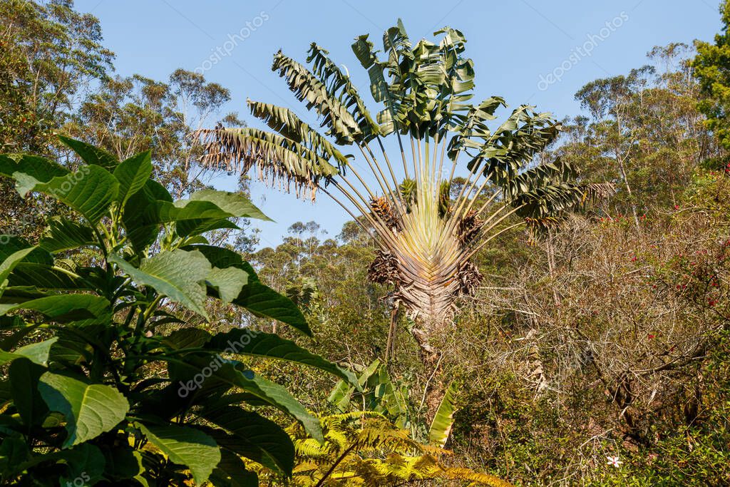 Ravenala palm called also travelers tree symbol of Madagascar in its natural habitat near Andasibe.