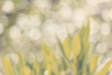 Bulanık doğal arka plan, sığ odak ve bokeh, duvar kağıdı ya da fon kullanımı. Bahar arka planı. Bahar Arkaplanı. Doğal arka plan, doğal duvar kağıdı. Bahar duvar kağıdı