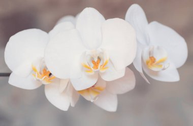 Bahçedeki romantik beyaz orkide çiçeğinin bulanık arkaplanlı makro detayı