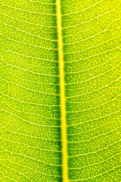 Υφή Αφηρημένο Φόντο Του Φρέσκου Πράσινου Φύλλου Ήλιο Πίσω Φως — Φωτογραφία Αρχείου