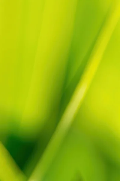 Размытый Естественный Фон Мелким Фокусом Боке Обоями Фоном Использования Весенний — стоковое фото
