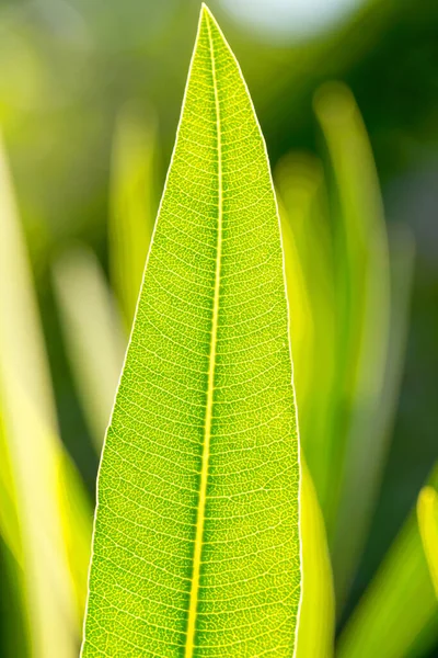 Текстура Абстрактного Фону Свіжого Зеленого Листа Сонячним Заднім Світлом Макрозображення — стокове фото