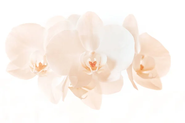 Branche Romantique Belle Fleur Orchidée Blanche Isolée Sur Fond Blanc — Photo