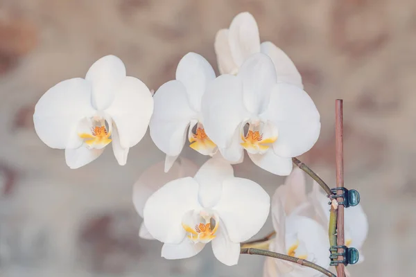 Makro Detalj Romantisk Vit Orkidé Blomma Trädgården Med Suddig Bokeh — Stockfoto