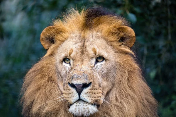 Head Portrait Majestic Male Southwest African Lion Katanga Lion Panthera — Stock Photo, Image