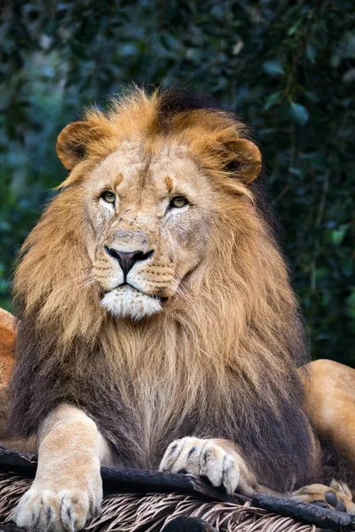 Head Portrait Majestic Male Southwest African Lion Katanga Lion Panthera — Stock Photo, Image