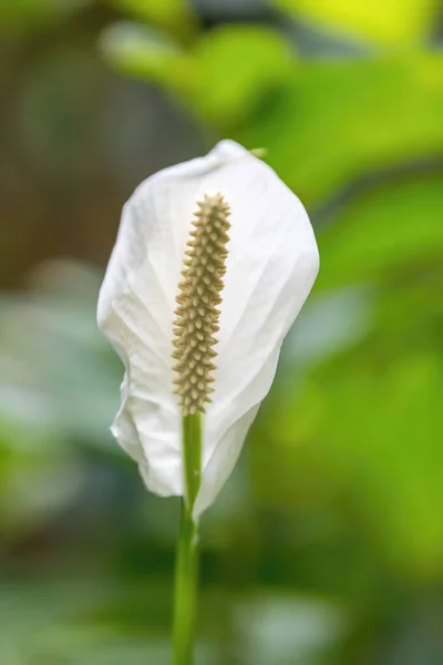 Spathiphyllum Blandum Araceae Όμορφο Λευκό Τροπικό Λουλούδι — Φωτογραφία Αρχείου