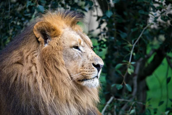 Head Portrait Majestic Male Southwest African Lion Katanga Lion Panthera — Stock Photo, Image