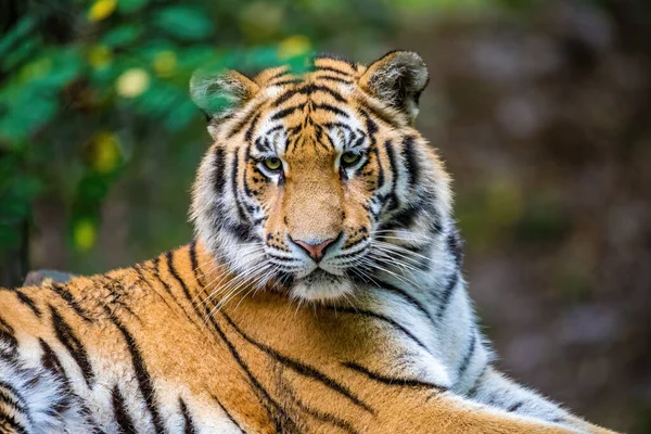 Der Sibirische Tiger Panthera Tigris Tigris Auch Amur Tiger Panthera — Stockfoto