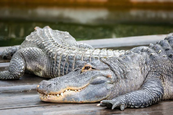 Große Bedrohliche Gefahr Reptil Großer Amerikanischer Alligator Alligator Mississippiensis — Stockfoto